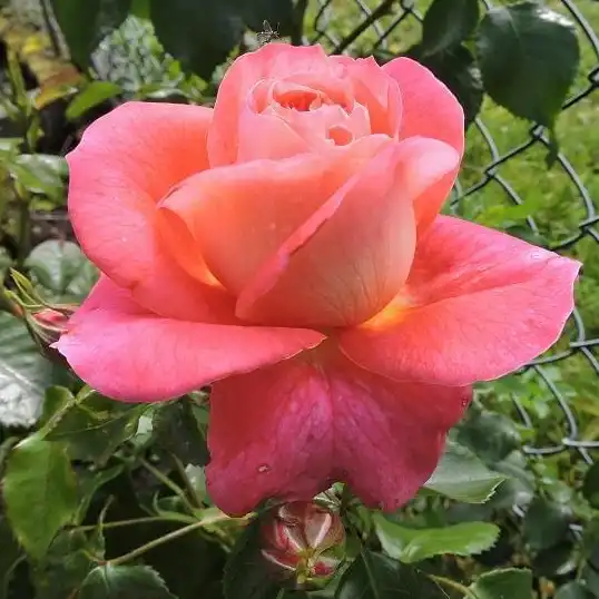 Rosa Sommersonne® - roz - trandafir pentru straturi Floribunda